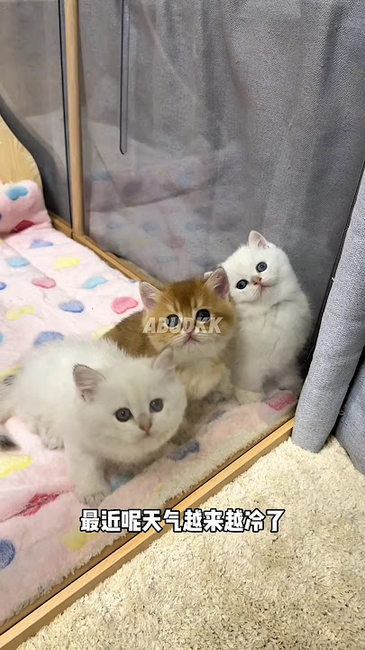 SiKucil's nephew is coming #shorts #cat