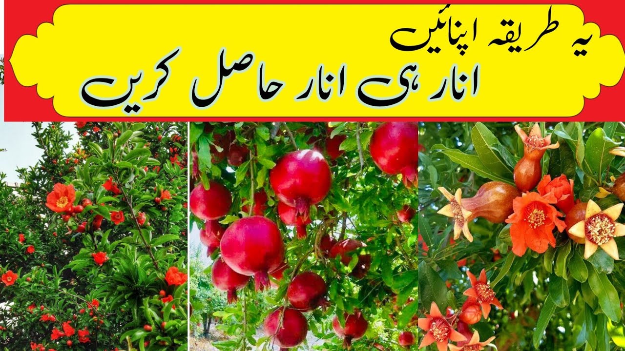 How to prune pomegranate trees and how to get more pomegranatesزیادہ ...