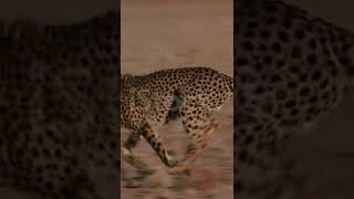 King  Of Jungle Cheetah  Babbar Sher Viral At Tiktok Snack Social Media