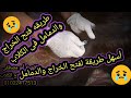 طريقه فتح الخراج والدمامل فى الكلاب اسهل طريقه لتعمل مع الخراج والدمامل فى الكلب حل مشكله خراج الكلب
