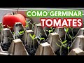 Germina Tomates ¡Con tomates del super!