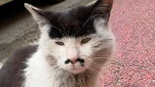 They Met A Chatty Stray Cat On Their Trip And Realized They Couldn't Leave Him Behind