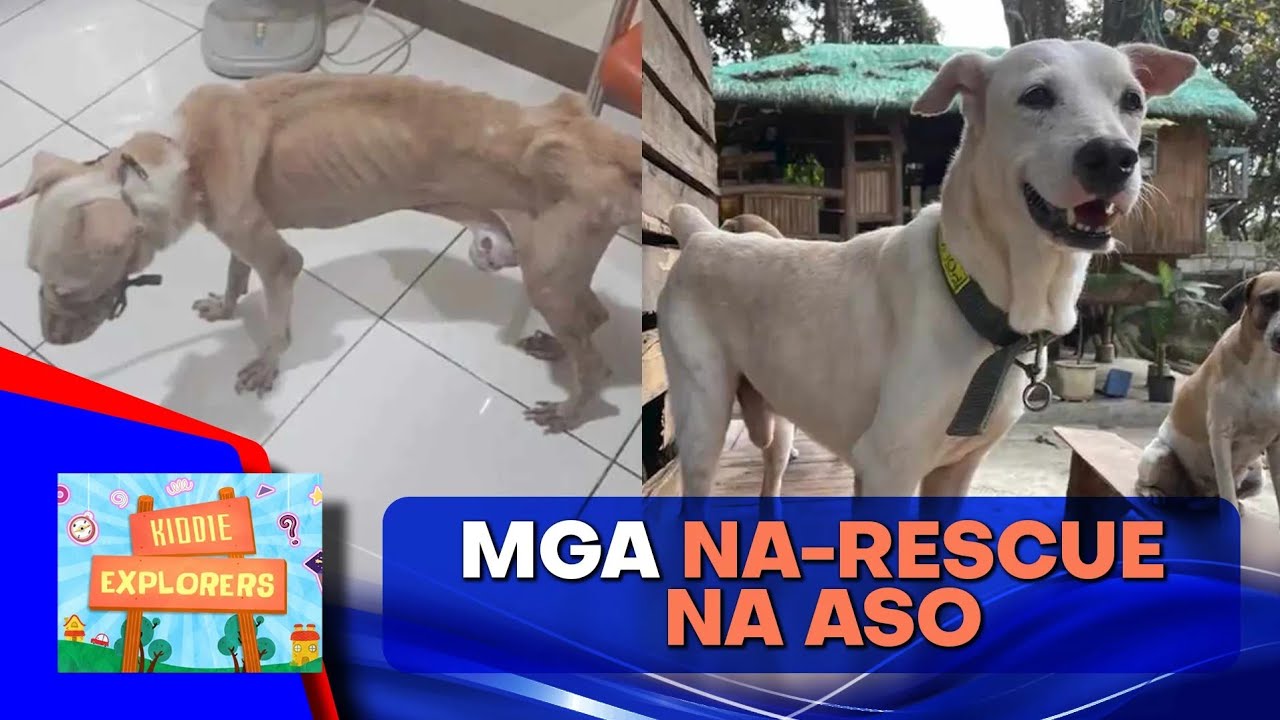 Saan at paano mag-aampon ng shelter dog?