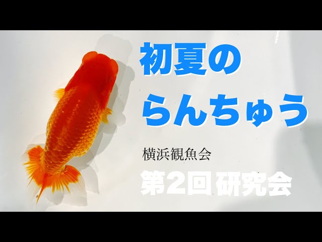金魚さん　お盆特別企画　上物らんちゅう-２匹 初夏の金魚】絶好調のらんちゅうたち | 2024年の当歳 | 横浜観魚会 第2
