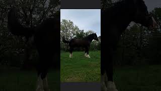 Великий - жеребец модель  #horse #animals  #love #stallion #топ