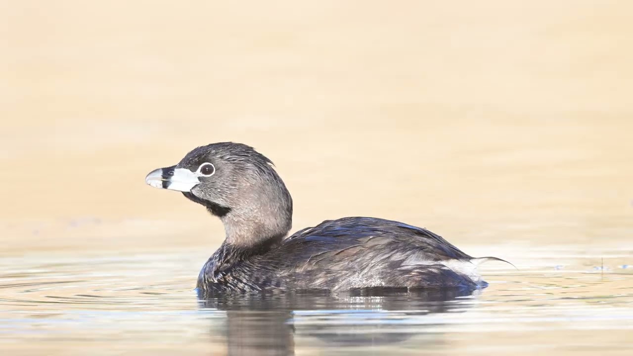 Pie-billed Grebe preening and eating a feather at Issaquah Highlands stormwater pond on 2025-07-29
