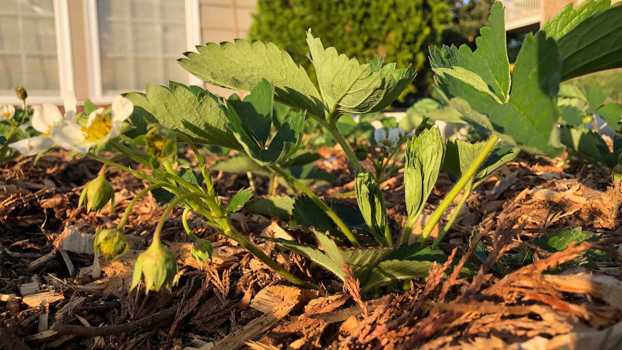 Growing Strawberries 1 month update (May 2022) Seascape, Jewel