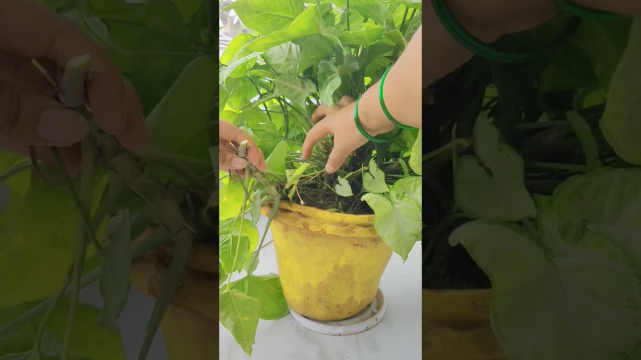🌱🍃how to propagate syngonium plant in water from cutting 🍃✂️