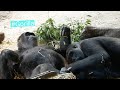 Gorilla Suddenly Hits Her Sister 姉妹仲良くしていたと思ったら