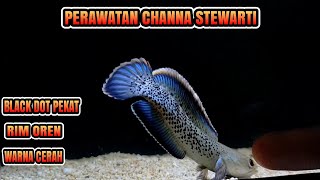 perawatan channa stewarti kontes