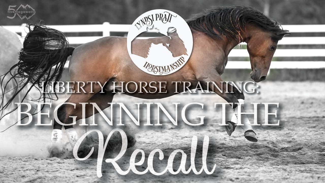 Liberty Horse Tutorial Beginning the Recall (plus Pause Cue) 