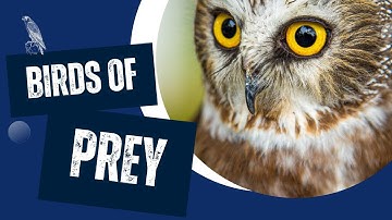 Why Are Birds of Prey Special?