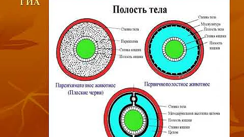 Полости тела животных #био100