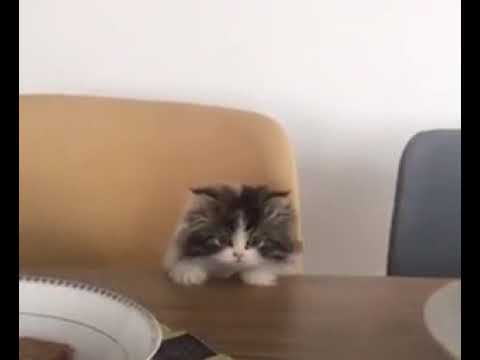 4 saniyelik efsane kedi videosu