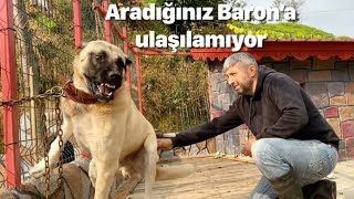 BARON TEDAVİYE YANIT VERMİYOR GÖZÜ DÖNDÜ