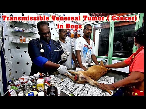 Video: Tumor Of The Uterus In Dogs