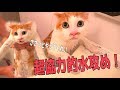 猫を捕まえたので洗ってみたらめちゃくちゃ協力的だったwww