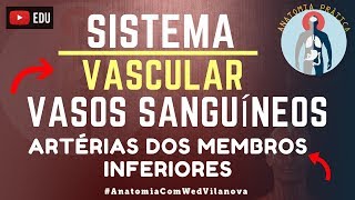 Circulação vasos e