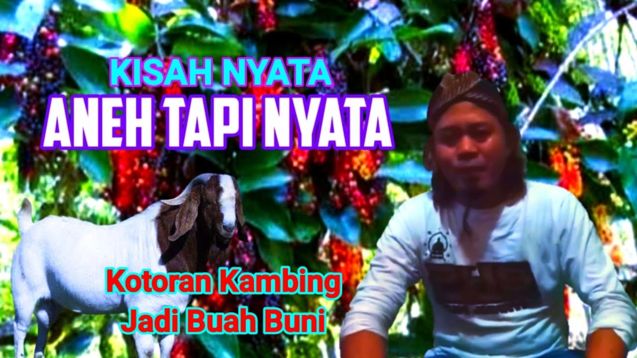 ANEH TAPI NYATA Kotoran Kambing Jadi Buah Buni