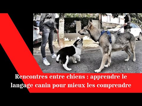 Vidéo: Communication Canine : Comment Interpréter Le Chien