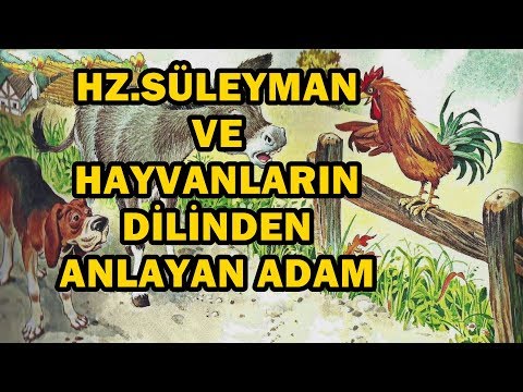 Hz. süleyman ve hayvanların dilinden anlayan adamın hikayesi