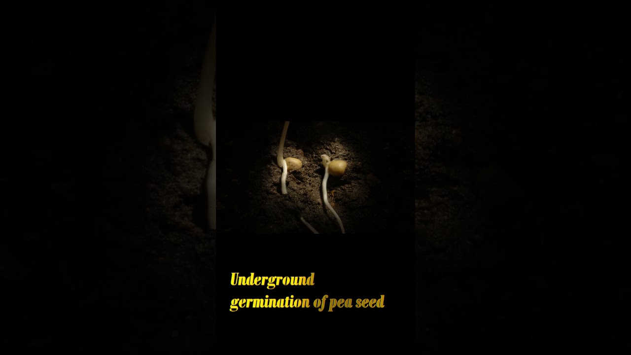 germination | #youtubeshorts #shorts