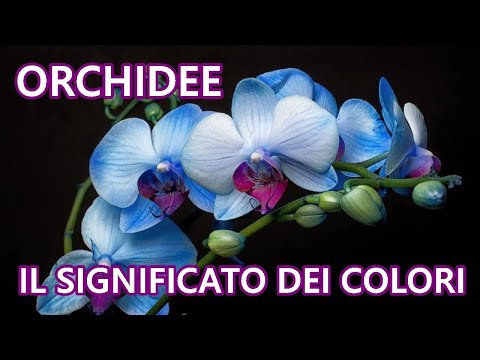 ORCHIDEE: IL LINGUAGGIO SEGRETO DEI COLORI | Scopri il Significato nascosto Questi Bellissimi Fiori