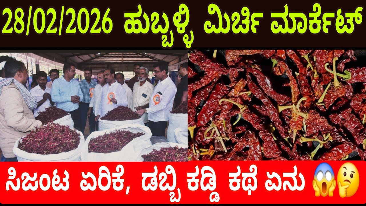 Hubballi chilli market rate today || ಸಿಜಂಟ ಏರಿಕೆ, ಡಬ್ಬಿ ಕಡ್ಡಿ ಕಥೆ ಏನು 😱🤔
