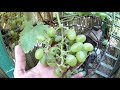 Сорт винограда "Дамский пальчик" / Grape variety "Ladies' finger"