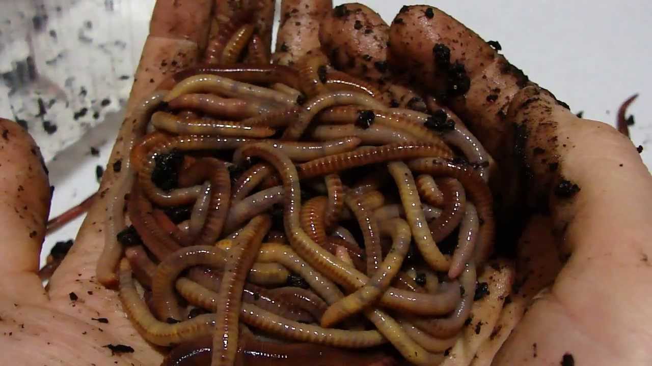 Яйца дождевых червей для рыбалки: как они выглядят и где найти