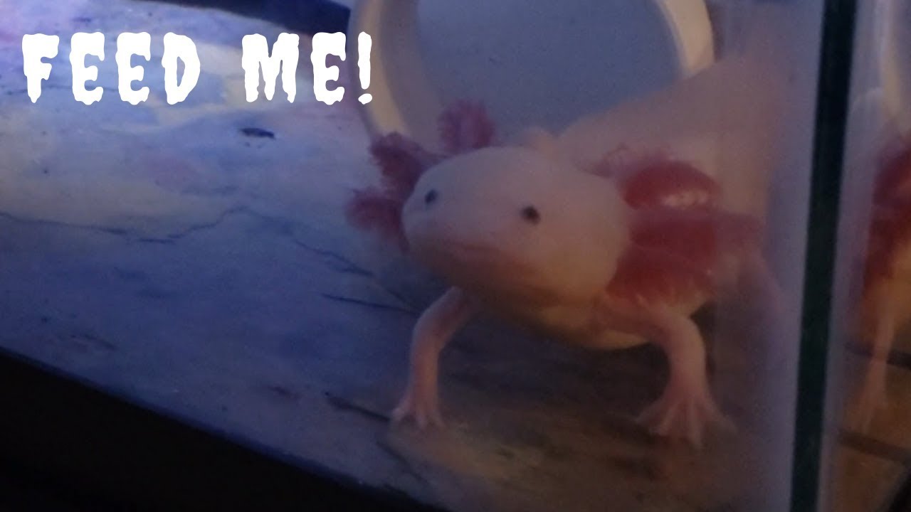 Cute Axolotl Begging For Treats Feeding Water Puppy Cute Mexican Walking Fish Adorable Axolotl Youtube