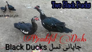Black Ducks,Two Beautiful Ducks,Japani Ducks Video.