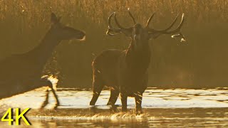 Platzhirsch am See  - Brunft Darß 2023  -- Top Dog from the Lake, Red Deer Rut