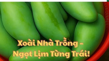 Xoài Cát Hòa Lộc và Xoài Đài Loan Đang Vào Mùa – Ghé Thăm Vườn Trái Cây Trĩu Quả