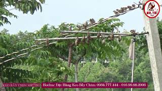 BẪY BẦY CHIM SẺ CHỚM GIÀ✅