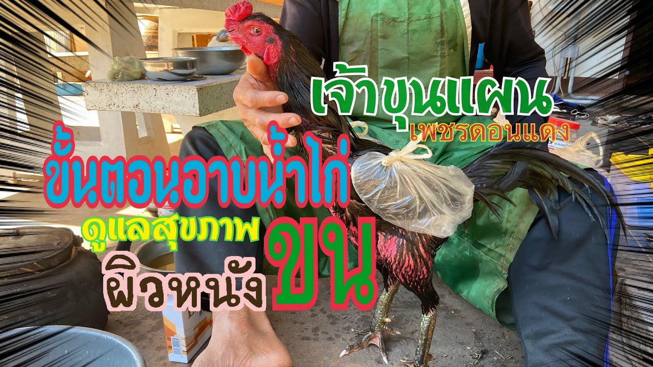 ขั้นตอนเช็ดน้ำอย่างละเอียดเพื่อสุขภาพผิวและขนที่ดี