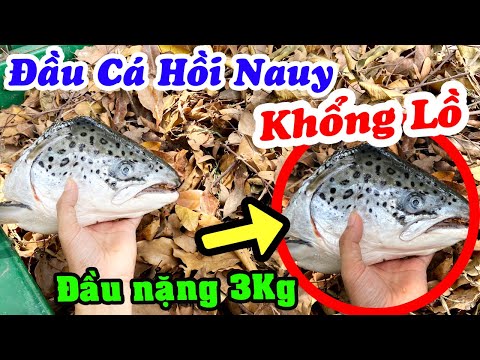 Video Nhặt Được Đầu Cá Hồi Na Uy Khổng Lồ Trong Thùng Rác -... - youtube