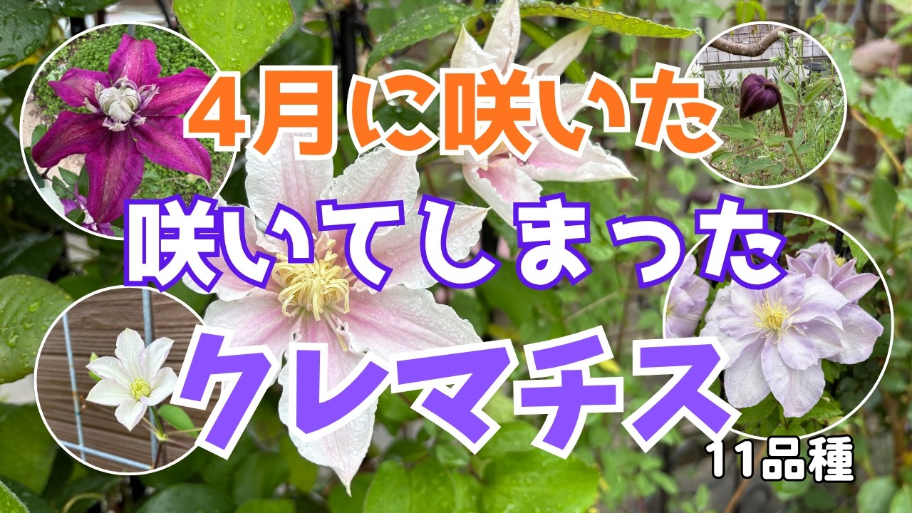 11 varieties of clematis that bloomed or have already bloomed in