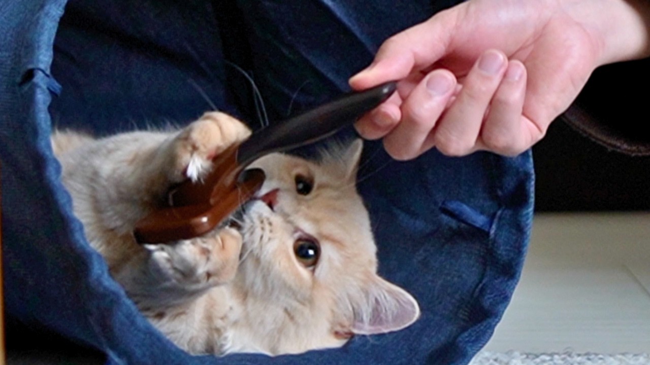 【本気拒否】ブラッシングがどうしても嫌な子猫　♯23