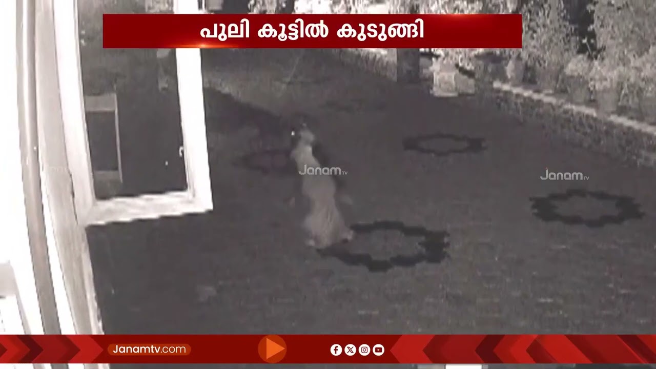 പട്ടിയെ പിടിക്കാൻ പോയവൻ ദേ കിടക്കുന്നു! വിത്തനശ്ശേരിയിൽ വനം വകുപ്പ് സ്ഥാപിച്ച കൂട്ടിൽ പുലി കുടുങ്ങി