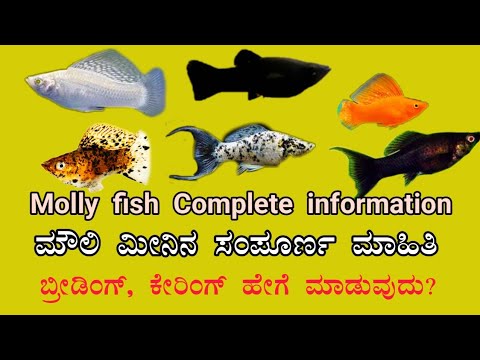 ಮೌಲಿ ಮೀನಿನ ಸಂಪೂರ್ಣ ಮಾಹಿತಿ|  Molly fish in Kannada|How to breed molly fish in kannada| Mathsyajagattu