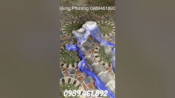 Lưới 3 tầng -3 màng đánh cá đối - cá biển - sông hồ cao 4,8 x90m then 2 -Zalo0989461892