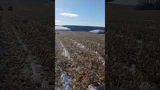 Уборка урожая 2024 кукурузы claas tucano 450 Курская область