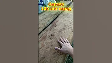 Куда делись большие деревья?
