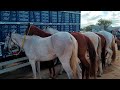 FEIRA DE CAVALO DE CARUARU PE, MELHORES CAVALOS DAS ÚLTIMAS FEIRAS!!