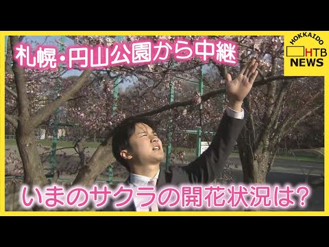 【札幌・円山公園中継】一足早いお花見  満開予想は今週末25日　つぼみから満開への「経過を楽しむ」