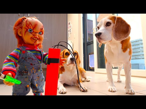 dogs-vs-little-chucky-prank-2-:-funny-beagles-louie-&-marie