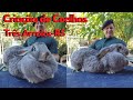 Coelho Gigante de Flandres, Arlequim crioulo, Loaod borgonha, Mini lop Uruguaio, Netheland show