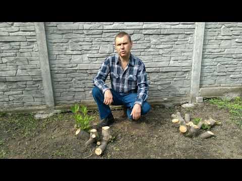 Результат эксперимента.Берегите инжир!
