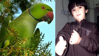 Smart And Funny Parrots Parrot TalkingVideos Compilation (2024) - Cute Birds#18#Ali Mustafa vlogs